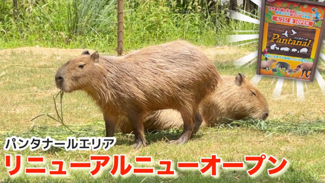 В зоопарке появилась новая капибара