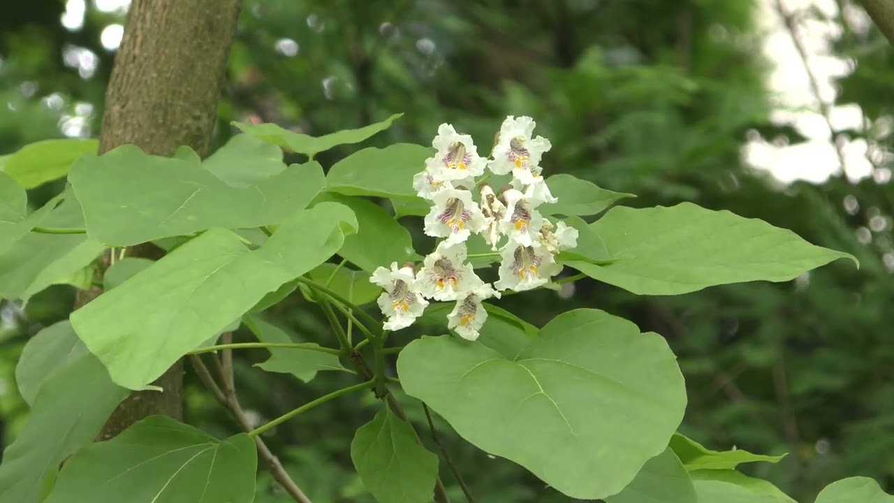 Surmia - Catalpa w fitoterapii i kosmetyce, dr Henryk R&oacute;żański