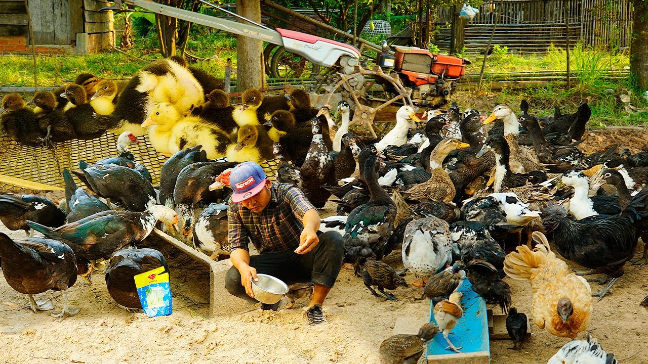 Morning Glory for Duck Feed: A Cost-Effective and Sustainable Solution