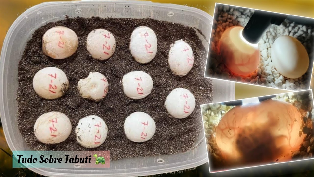 Como fazer uma Incubadora para Jabuti. Incubadora para Jabuti.