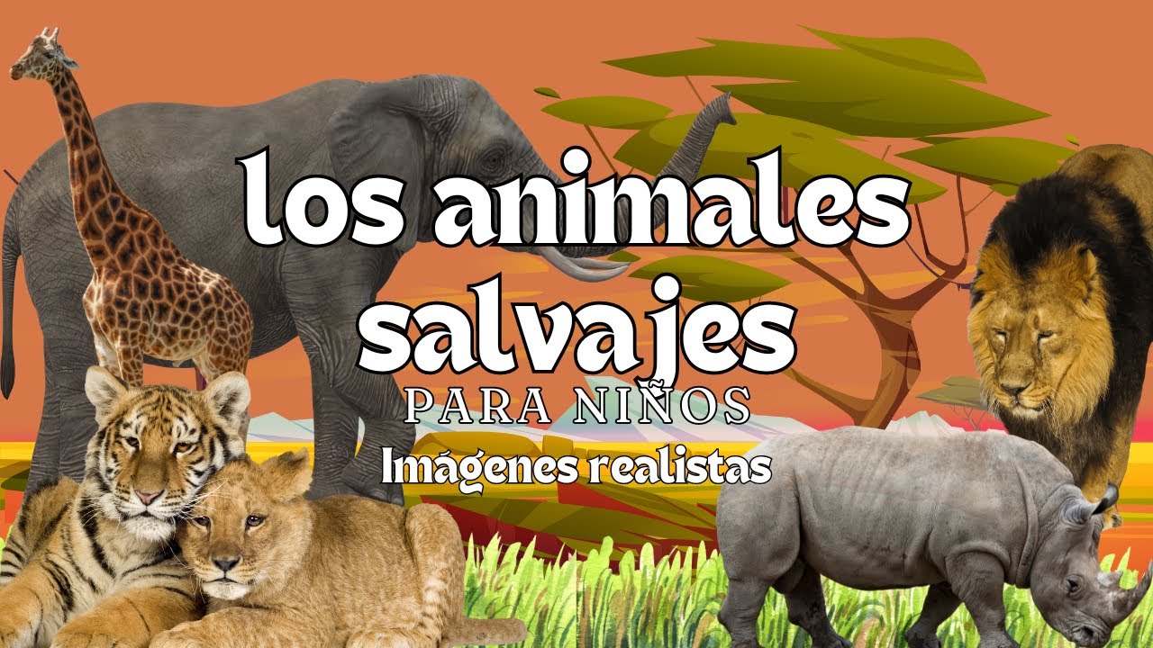 Los Animales Salvajes - Videos Educativos - Montessori Momers