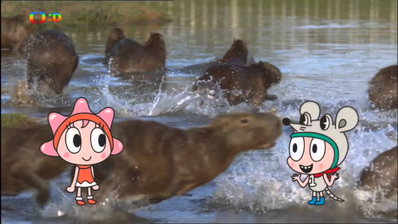 Hvězdy zvířecí říše ~ Největší hlodavec