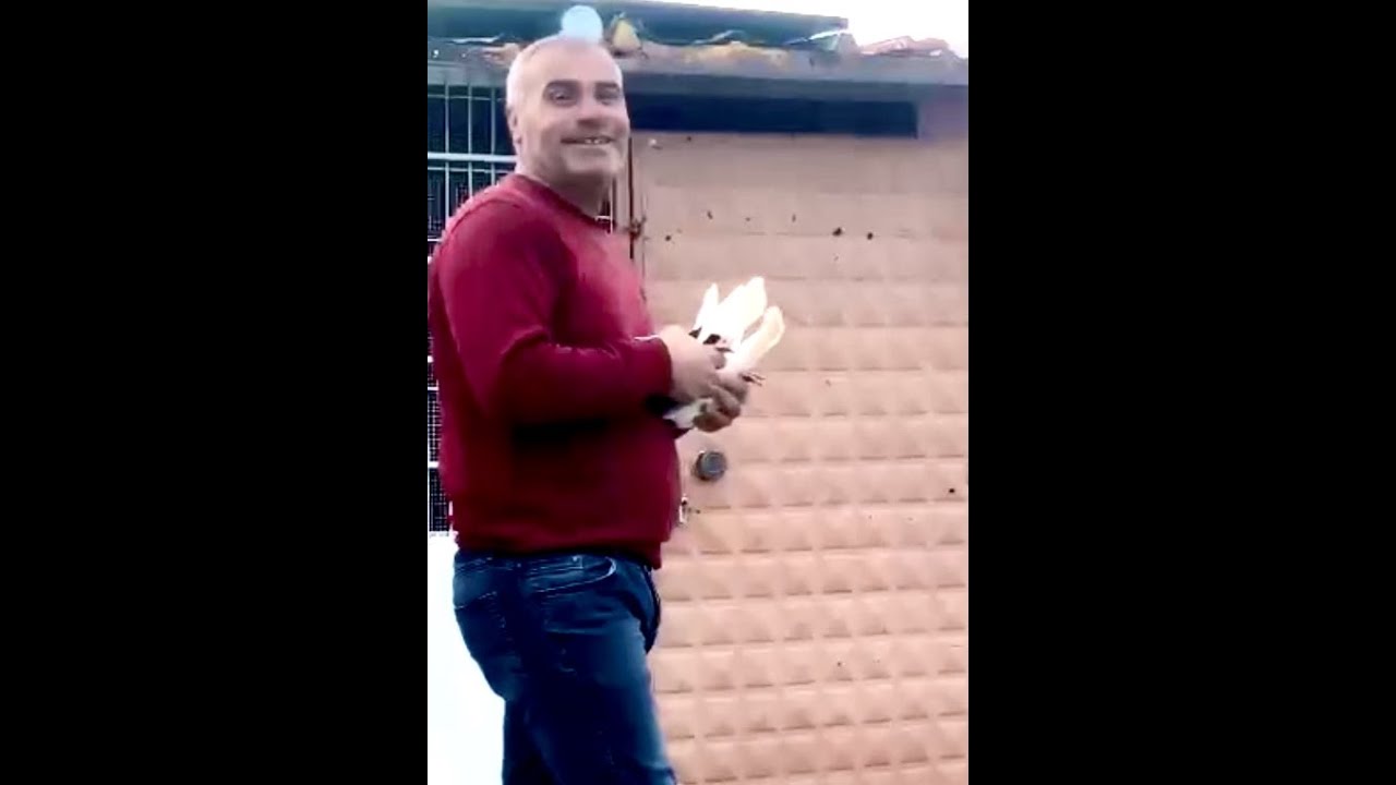 Sizden Gelenler | Akhisarlı Hakkı D&ouml;nek g&uuml;vercin d&ouml;n&uuml;ş&uuml;.Dunek pigeons.Pigeons roller.