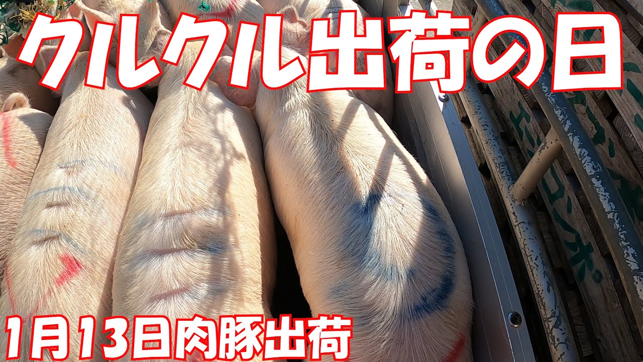 クルクル出荷　1月13日