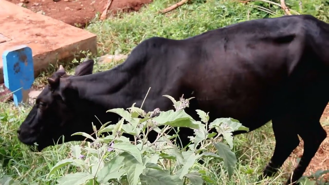 African Zebu Cattle Grazing Outside - Cinematic Broll Film