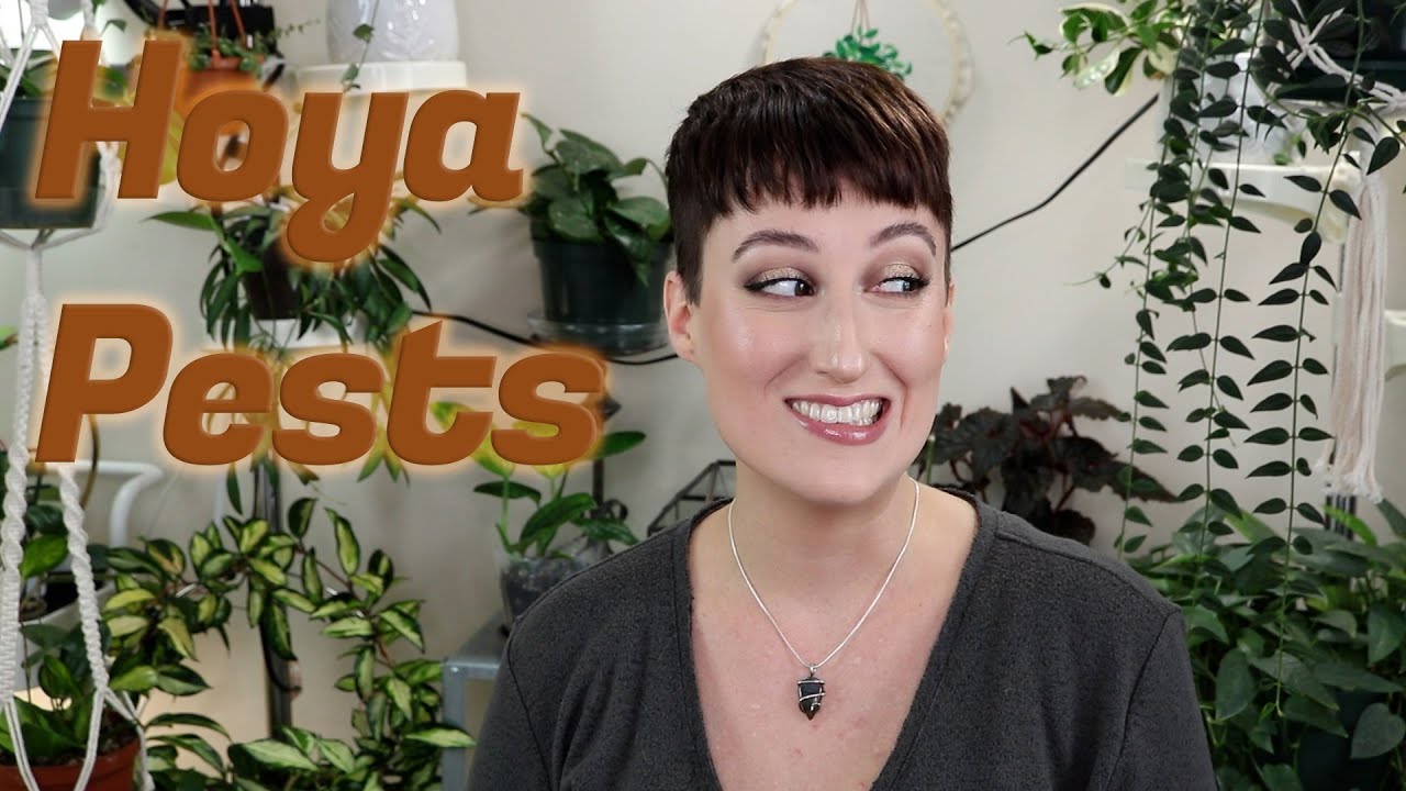 Treat and Prevent Hoya Pests! *w/ some uninvited guests* | DreamsofHoya