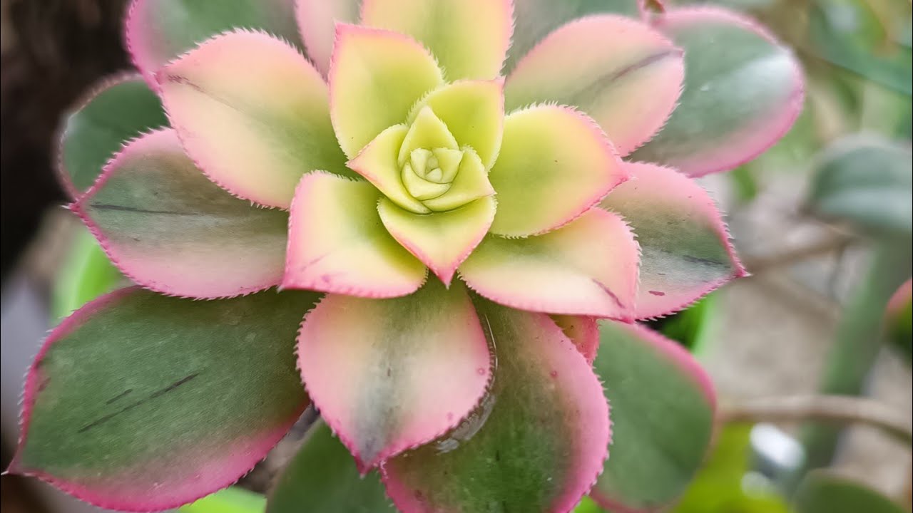 Sukulent Aeonium Kiwi bakımı ve çoğaltma yaparak büyük saksıya topladım #succulent #aeonium