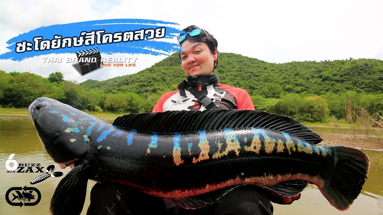 Giant snakehead fish ชะโดใหญ่ที่สุดในชีวิต  สีสวยมากๆ