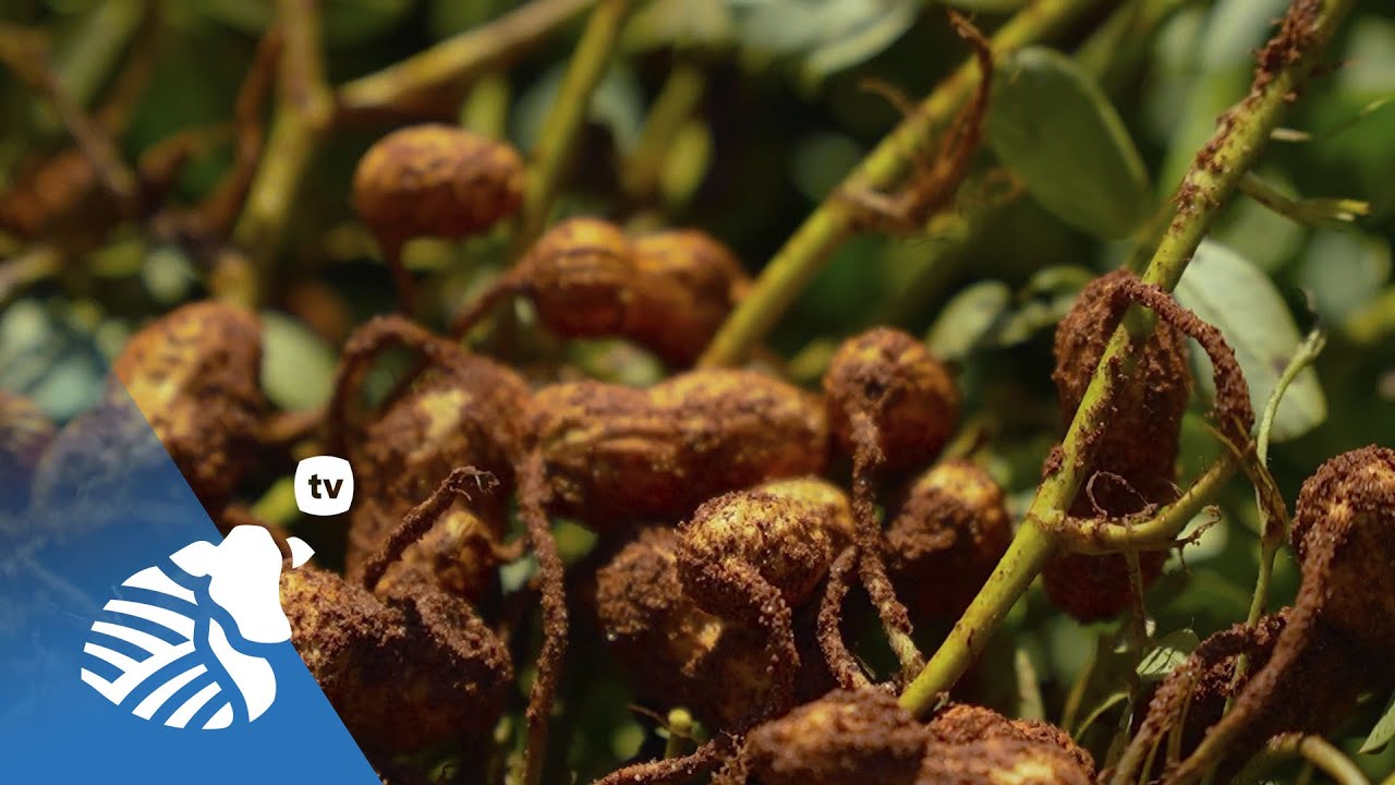 Maní: manejo de malezas, plagas, enfermedades, introducción de variedades y nutrición | #406