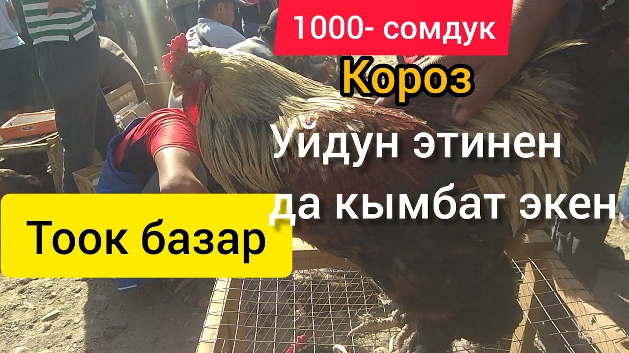 Кызыл-Кыя ТООК-БАЗАР 13.09.20