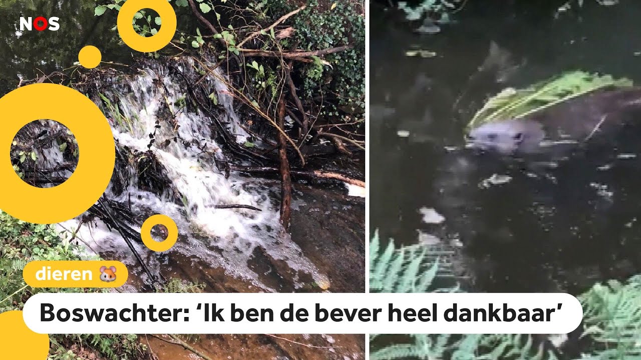 Bever redt natuurgebied met zijn dam