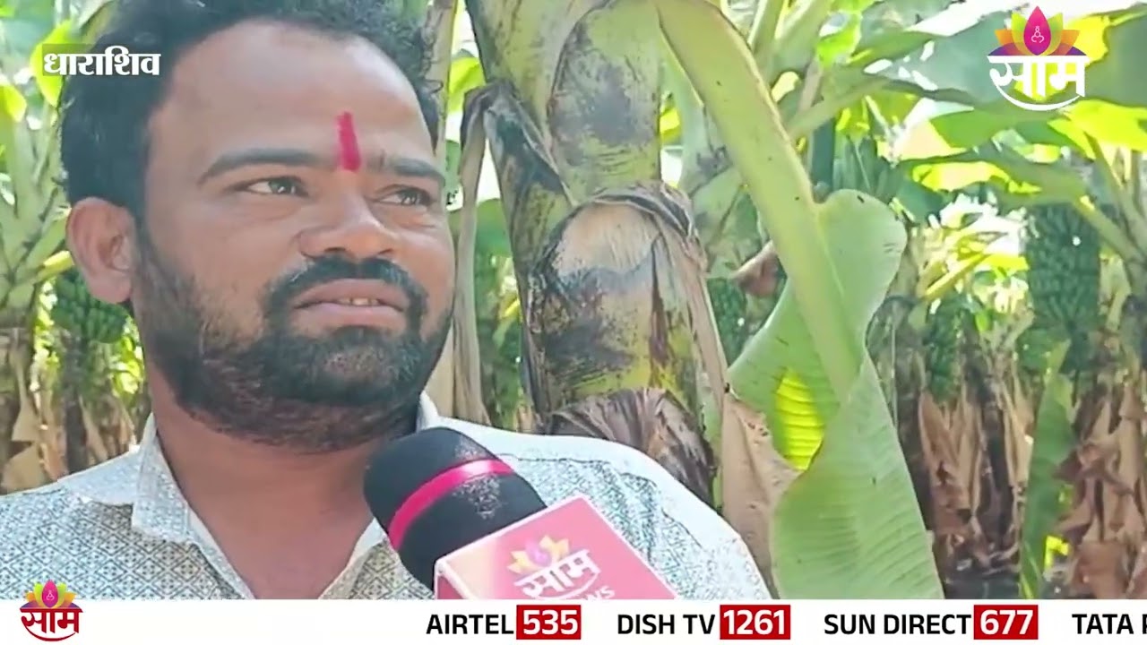 आखाती देशांमधील युद्धाचा फटका, केळी उत्पादक शेतकऱ्यांचे लाखोंचे नुकसान | Dharashiv Farmers News
