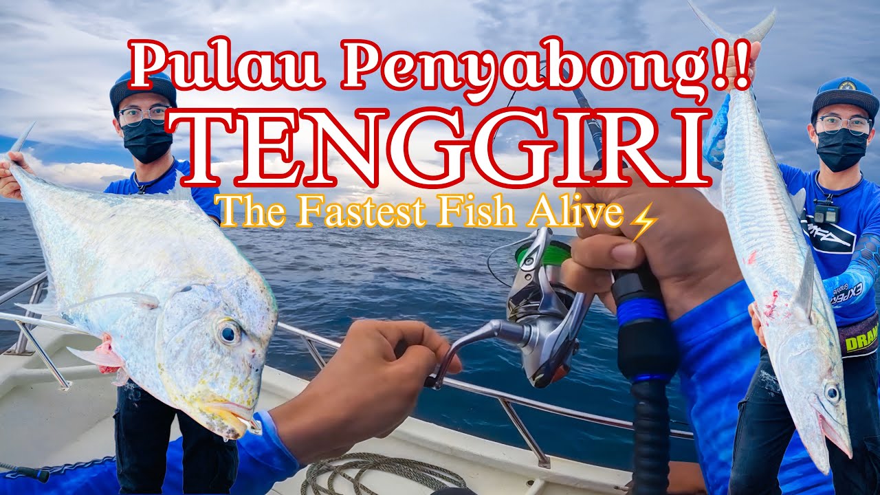 Tenggiri Pulau Penyabong (The Fastest Fish Alive)