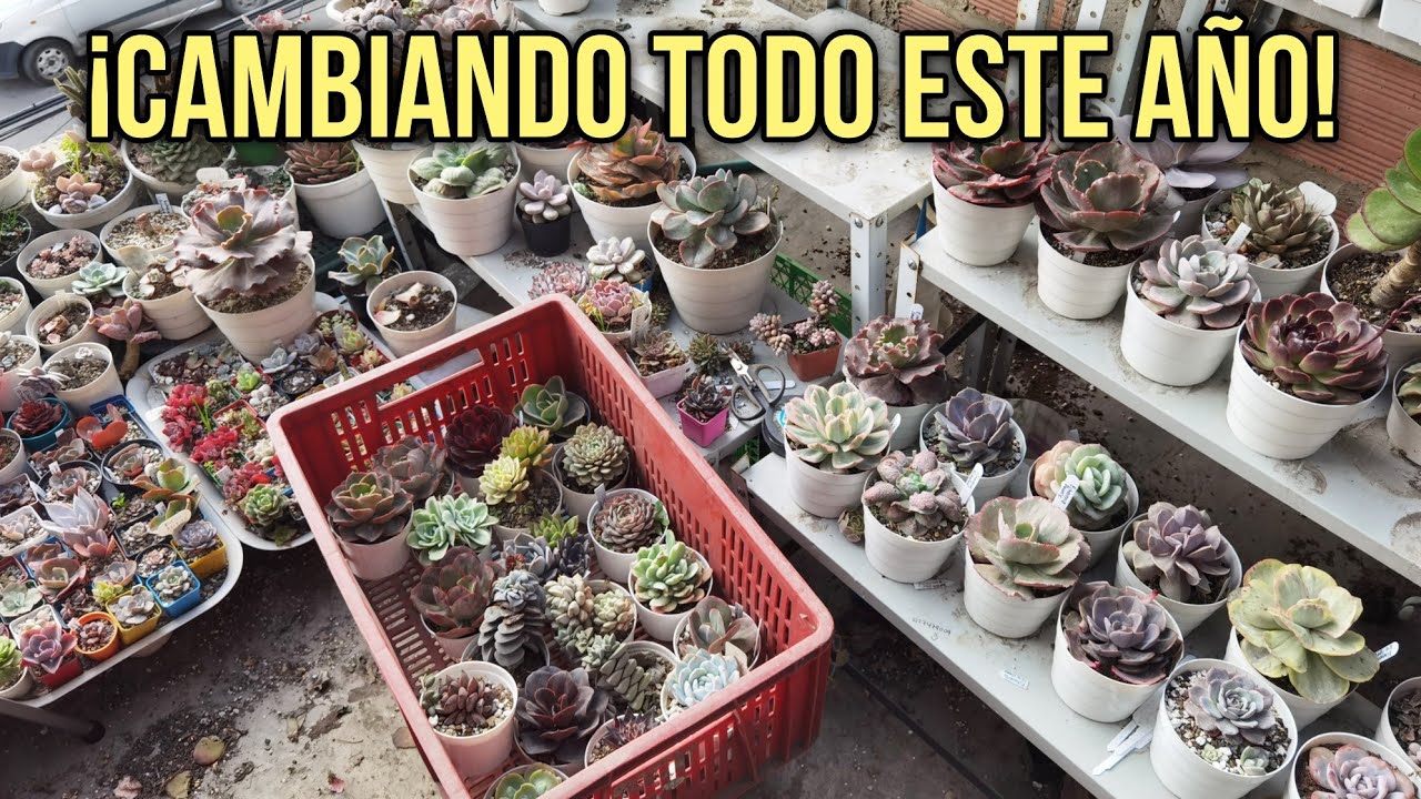 🌱 ARREGLANDO EL JARDÍN ANTES QUE ACABE EL AÑO 🧼🧽 |Jardines by Angie