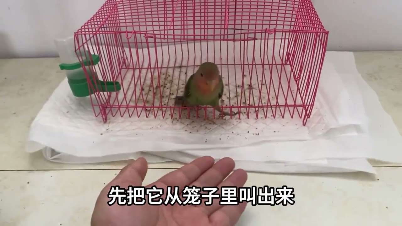 几招就让鹦鹉手上，把笼养鸟变成手养鸟，学会这几招其实很简单的