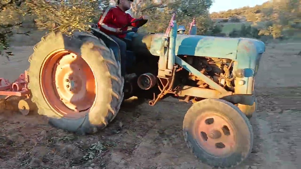 Labrando los olivos 