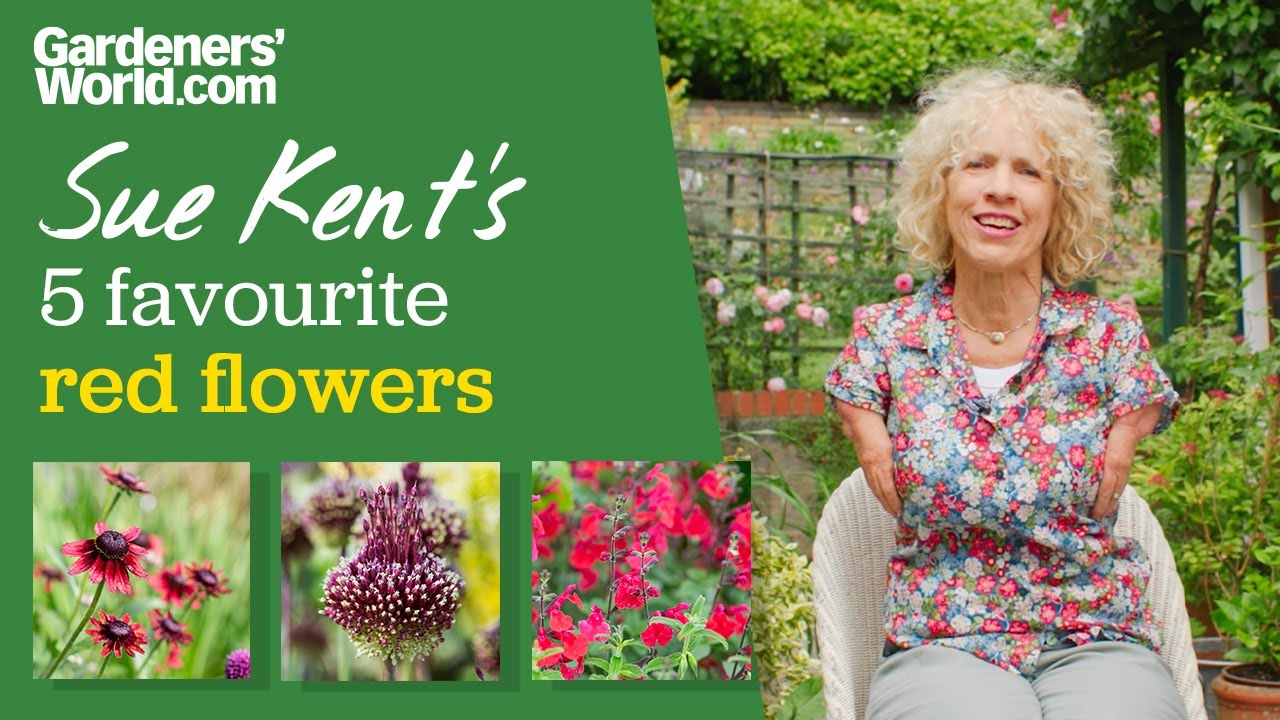 5 incredible RED FLOWERS | Sue Kent picks five plants she loves with red flowers