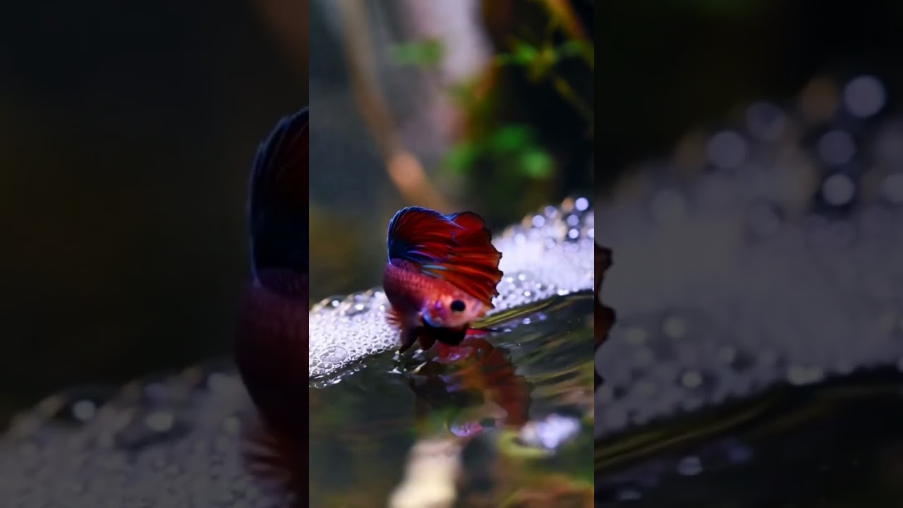 Betta fish male breading 🐠