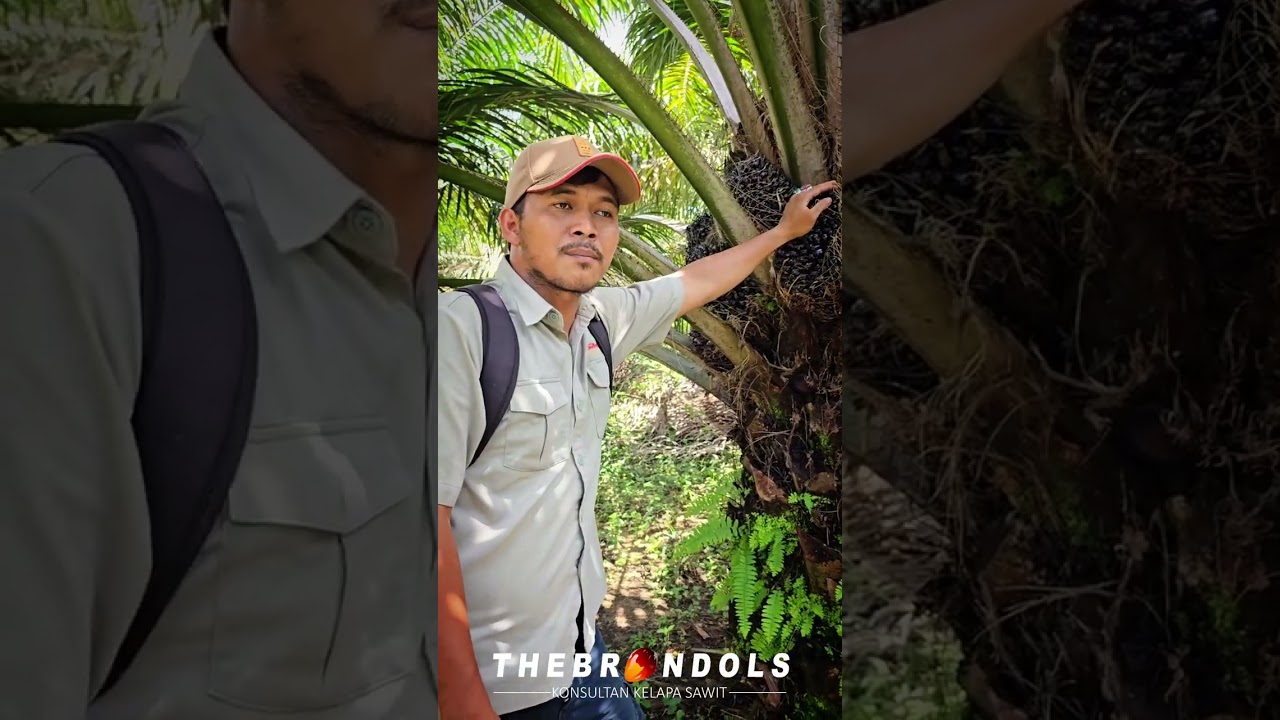 Ketika DPSAIN1CALABAR Di Mix BL-7 Lonsum, SIAPA TAKUT!!! 