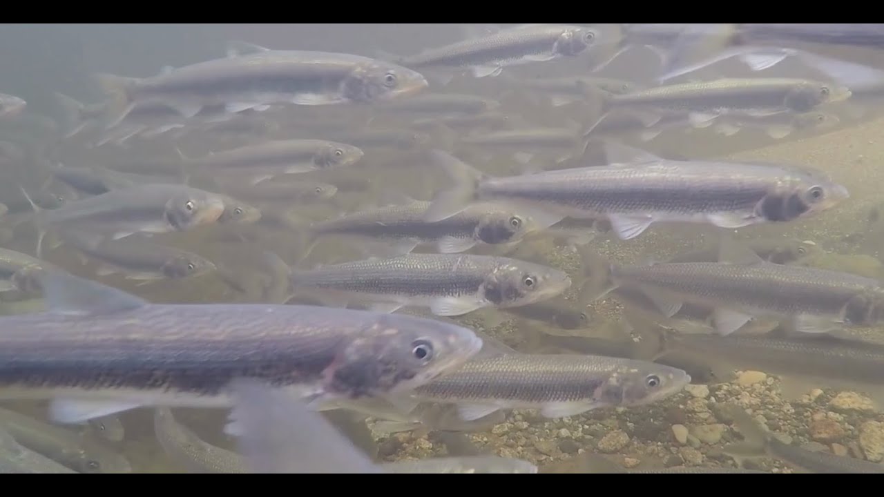 More Food for Cook Inlet Belugas