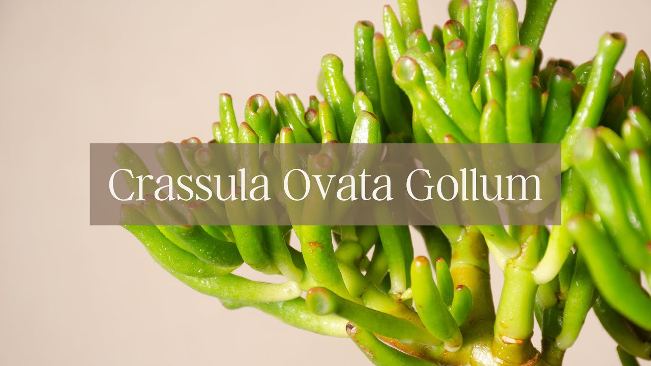 Crassula Ovata Gollum // 𝐒𝐮𝐜𝐮𝐥𝐞𝐧𝐭𝐚𝐬 𝐚𝐥 𝐃𝐞𝐬𝐧𝐮𝐝𝐨 😉🌵 - 𝐄𝐩. 𝟎𝟖⁣⁣