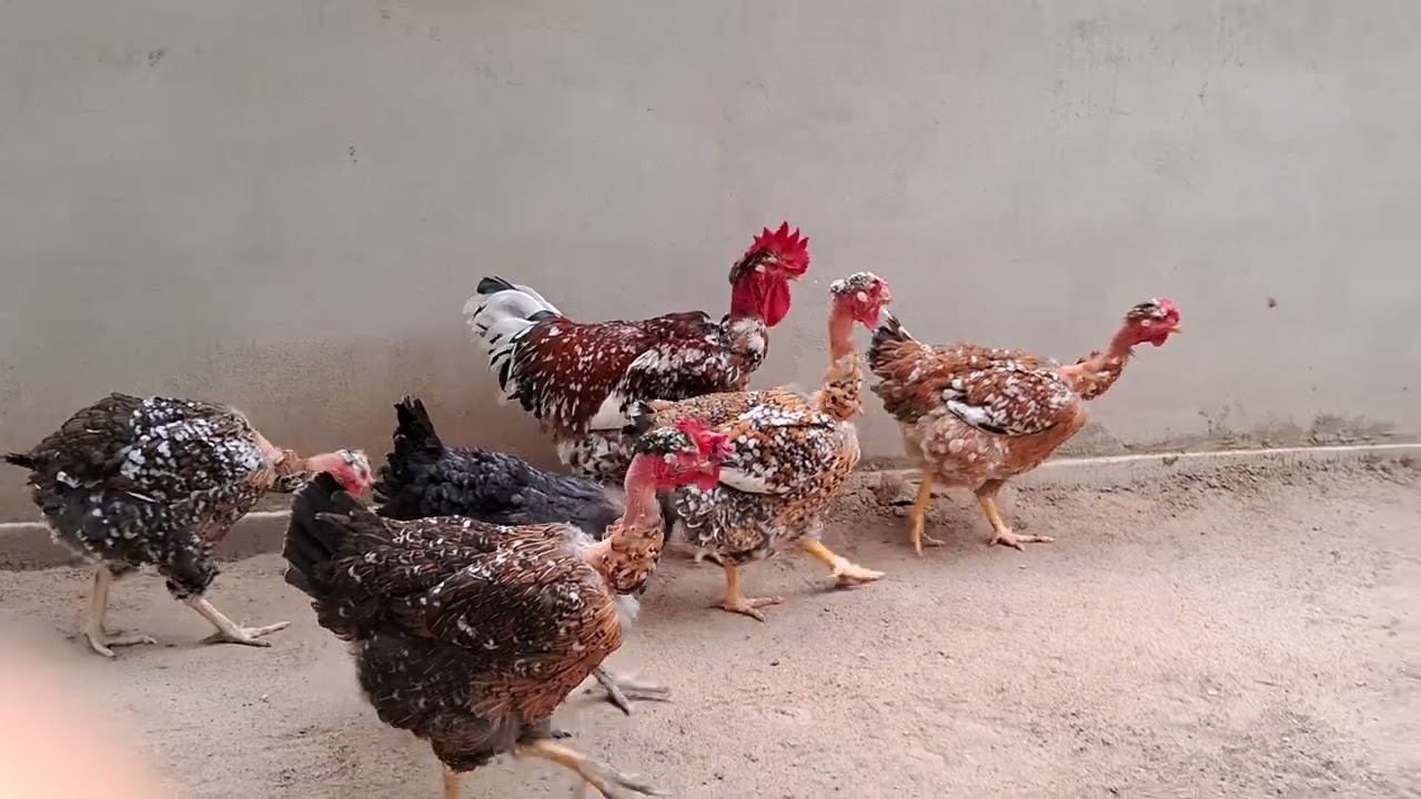Galinha Balão de Baixa Grande Pescoço Pelado - BAIA 09 ENCOMENDA DE OVOS,  75.9.9822-9930 mensagem