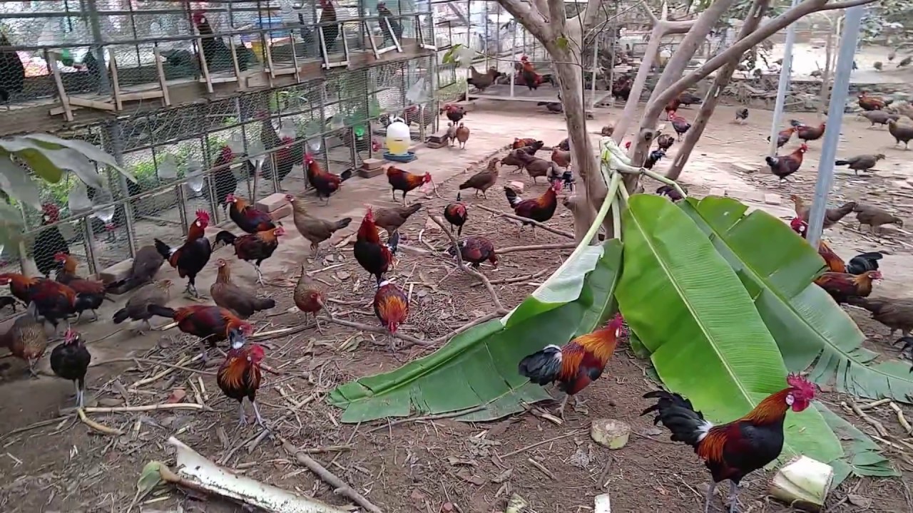 B&aacute;n g&agrave; rừng giống, g&agrave; rừng cảnh, g&agrave; rừng mồi, g&agrave; rừng thương phẩm tại Thanh H&oacute;a - ĐT: 0977.057.088