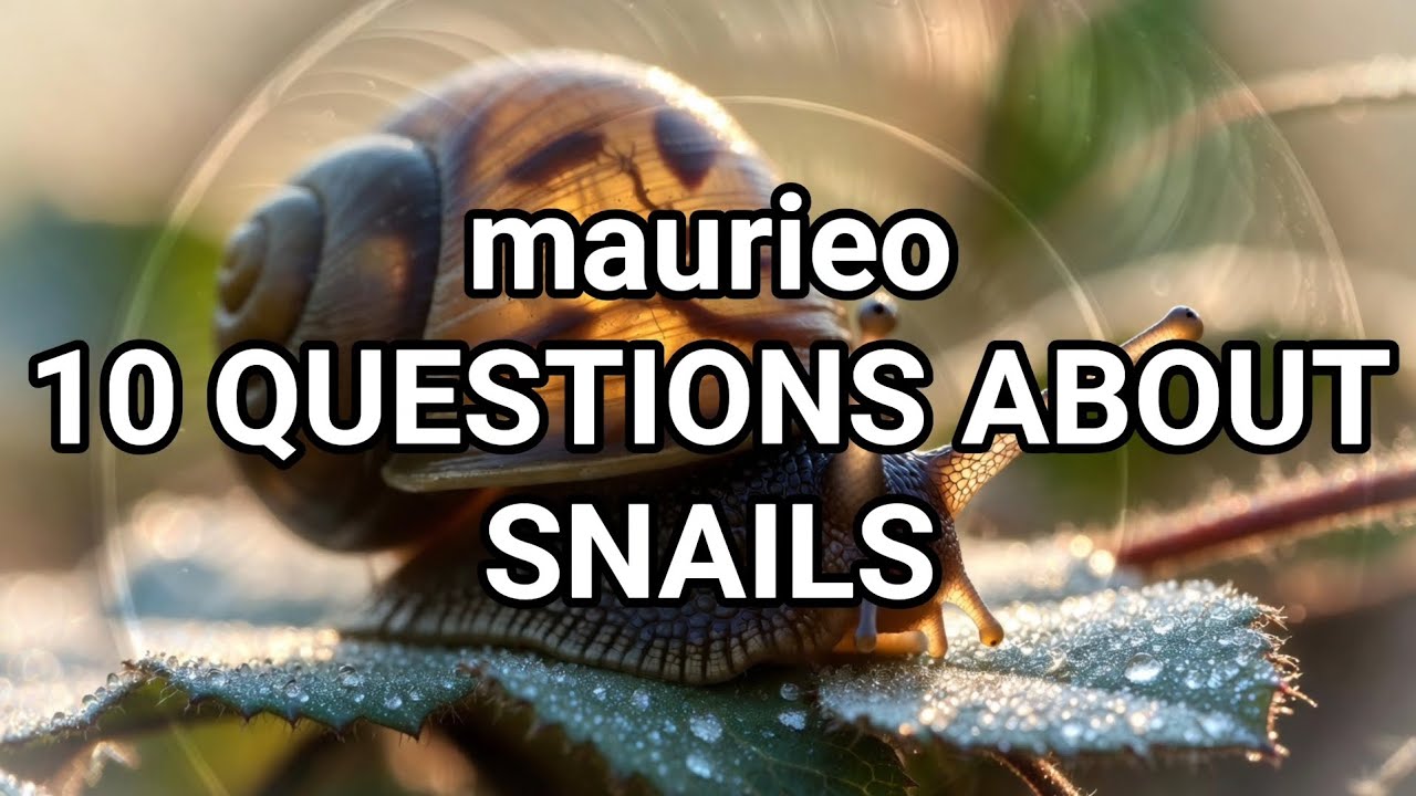 maurieo 10 QUESTIONS ABOUT SNAILS