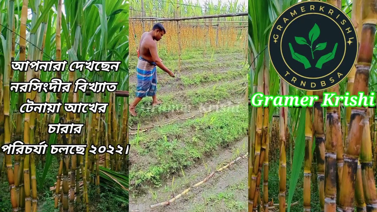 নরসিংদীর বিখ্যাত টেনায়া আখের চারা রুপন করার ২/৩ দিন পর চারার পরিচর্যা ২০২২। দেখে নিন ২/৩ দিন পর কেমন