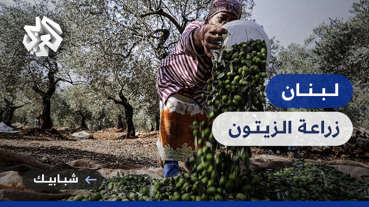 الزيتون في لبنان .. زراعة مثمرة وسط الأزمات الاقتصادية