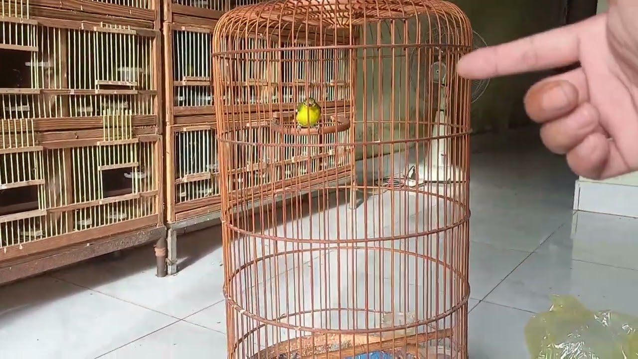 Chim Huýt Cô mồi đầu đen, đầu rám, đầu xanh. Dòng nào Chơi hay nhất cho mỗi Vùng, Địa phương.