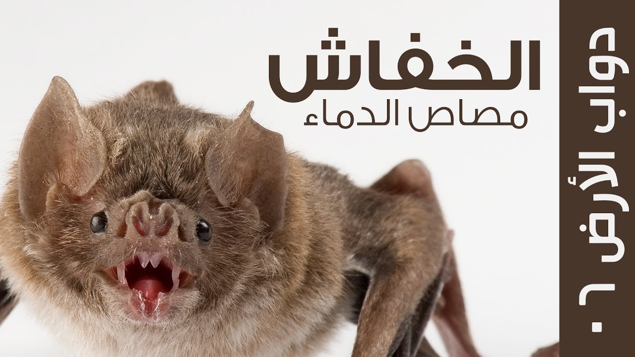 كائن الليل ومصاص الدماء الحقيقي - الخفاش