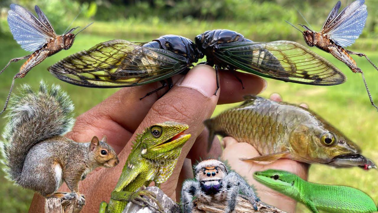 find animals in the wild