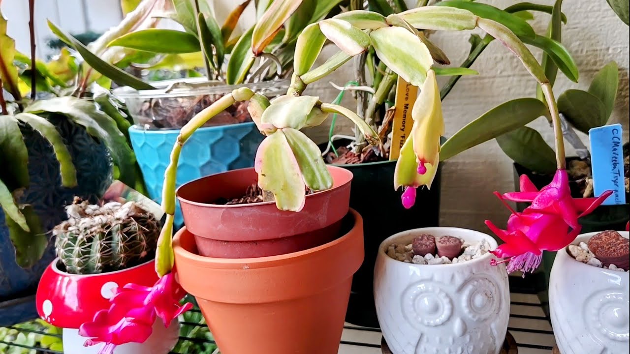 How to Tell the Difference Between A Christmas, Thanksgiving and Easter Cactus
