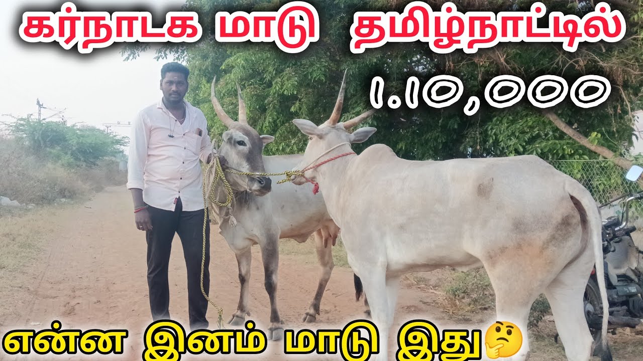 அழிந்து வரும் நாட்டு இனம் மாடு சின்ன திருப்பதி #cow #bull #animals #farming #farmer #youtube #views 