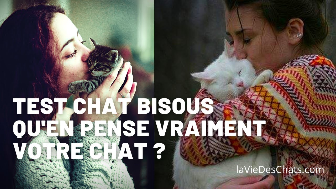 Ce que pense vraiment votre chat de vos bisous 😽 Test chat bisous