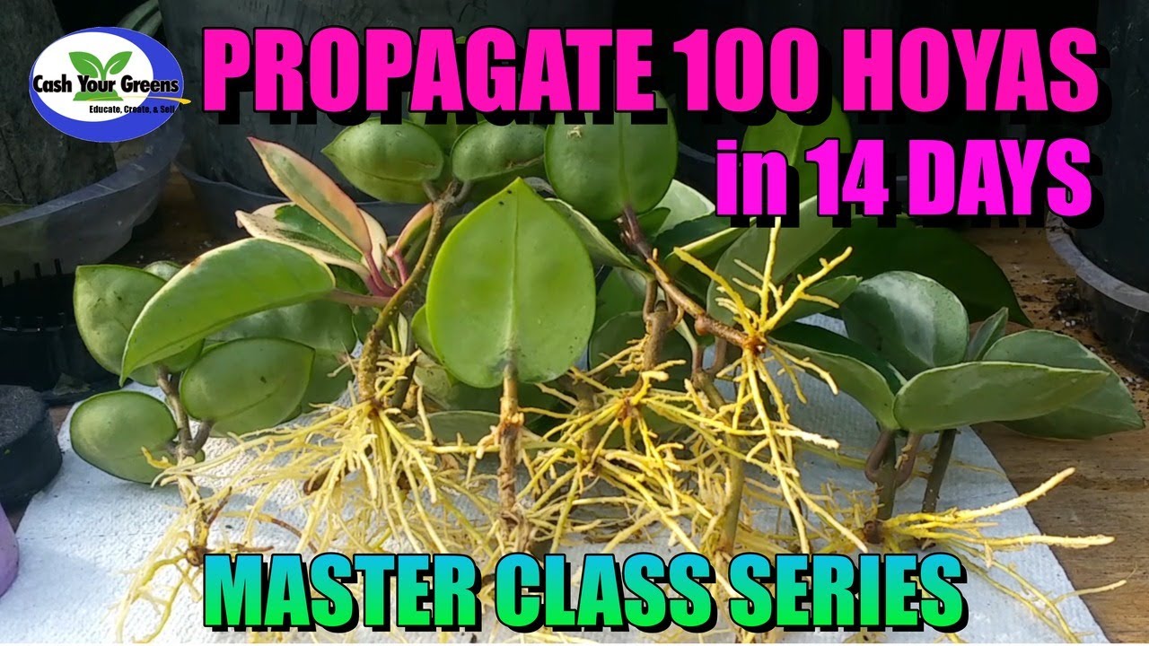 PROPAGATING HUNDREDS OF HOYA CUTTINGS IN 14 DAYS