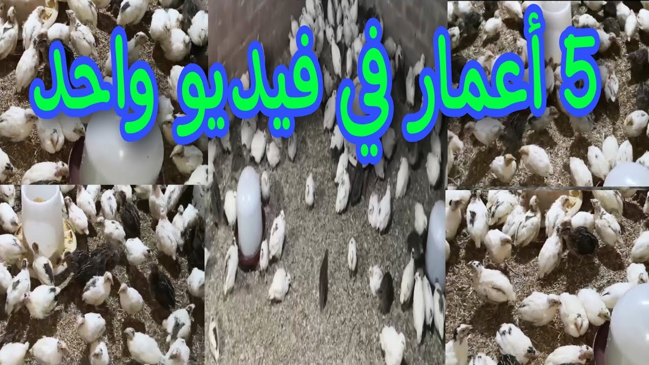 5 أعمار في فيديو واحد # تربية السمان في البيت