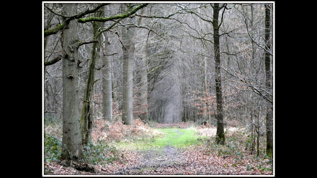 Balade Bois de l'Offlarde n°86