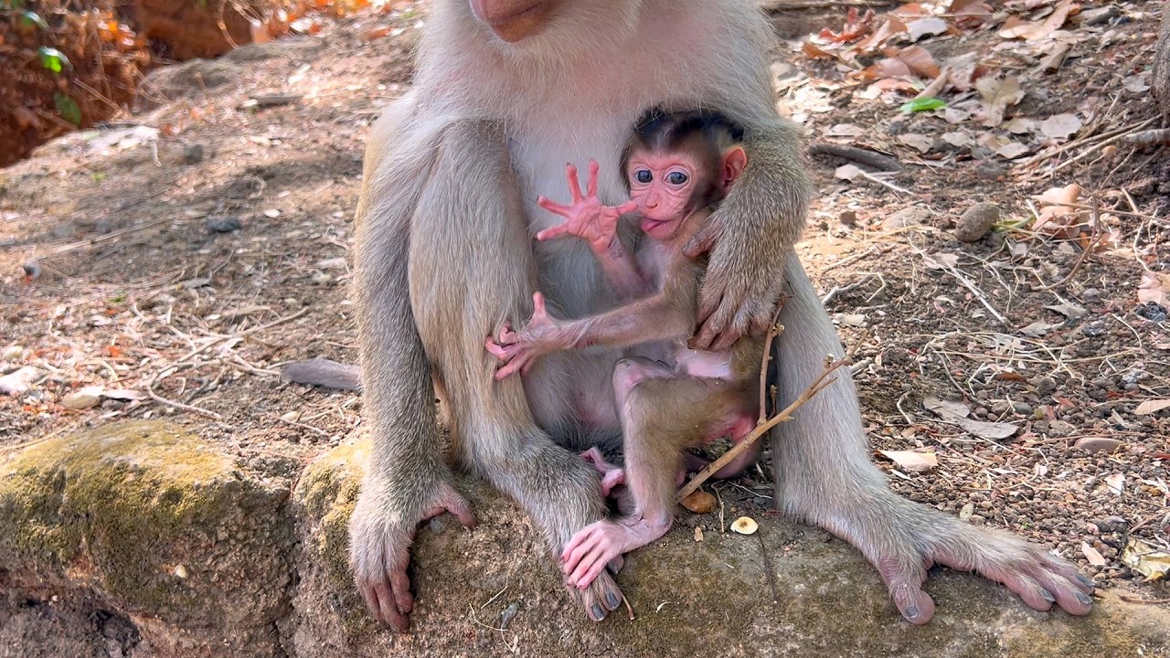 Baby Monkey Enjoys Sweet Milk and Playtime with Mama 🐒💛
