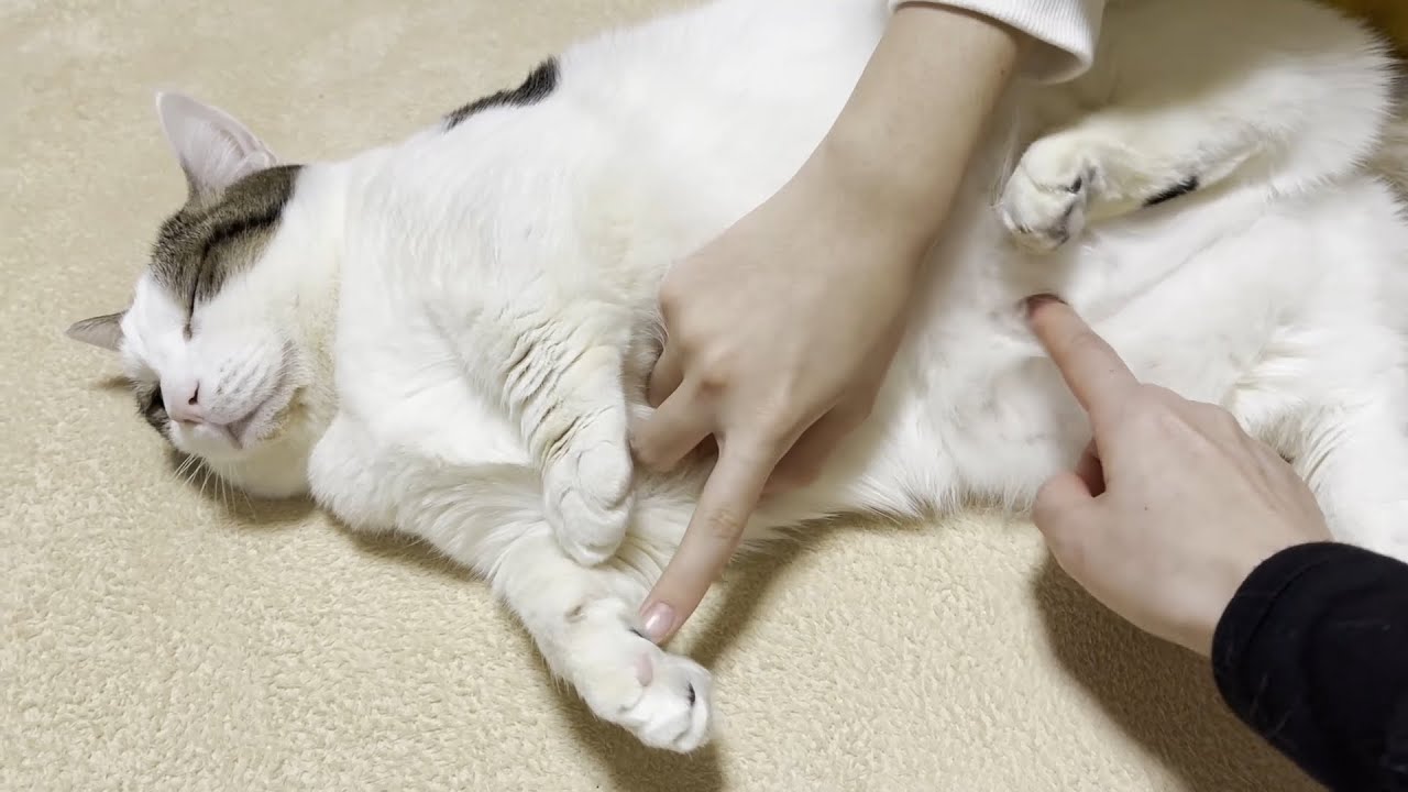 娘を労わる優しい猫のわがままボディを隅々まで観察しました