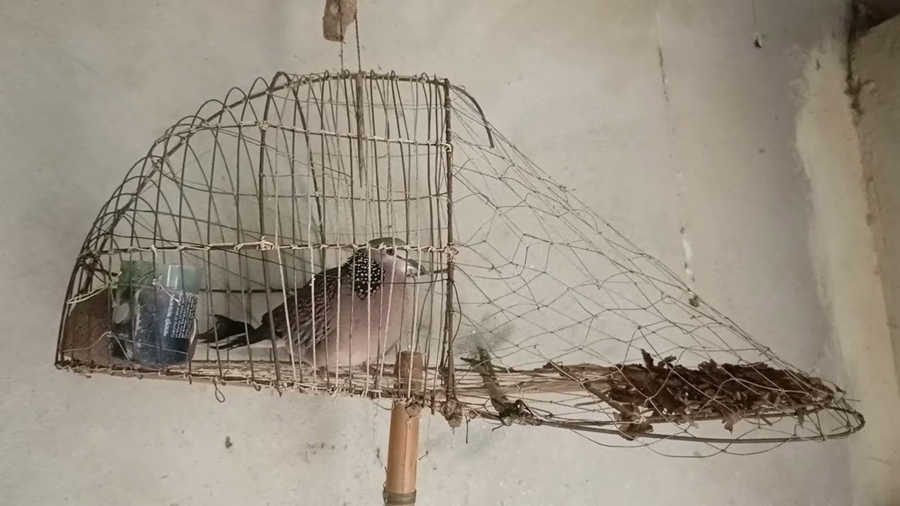 তিলা ঘুঘু পাখি ডাক | pakhir dak | “তিলা ঘুঘু পাখির সুন্দর মুহূর্ত 🕊️ | Viral Tila Ghughu Bird Video 