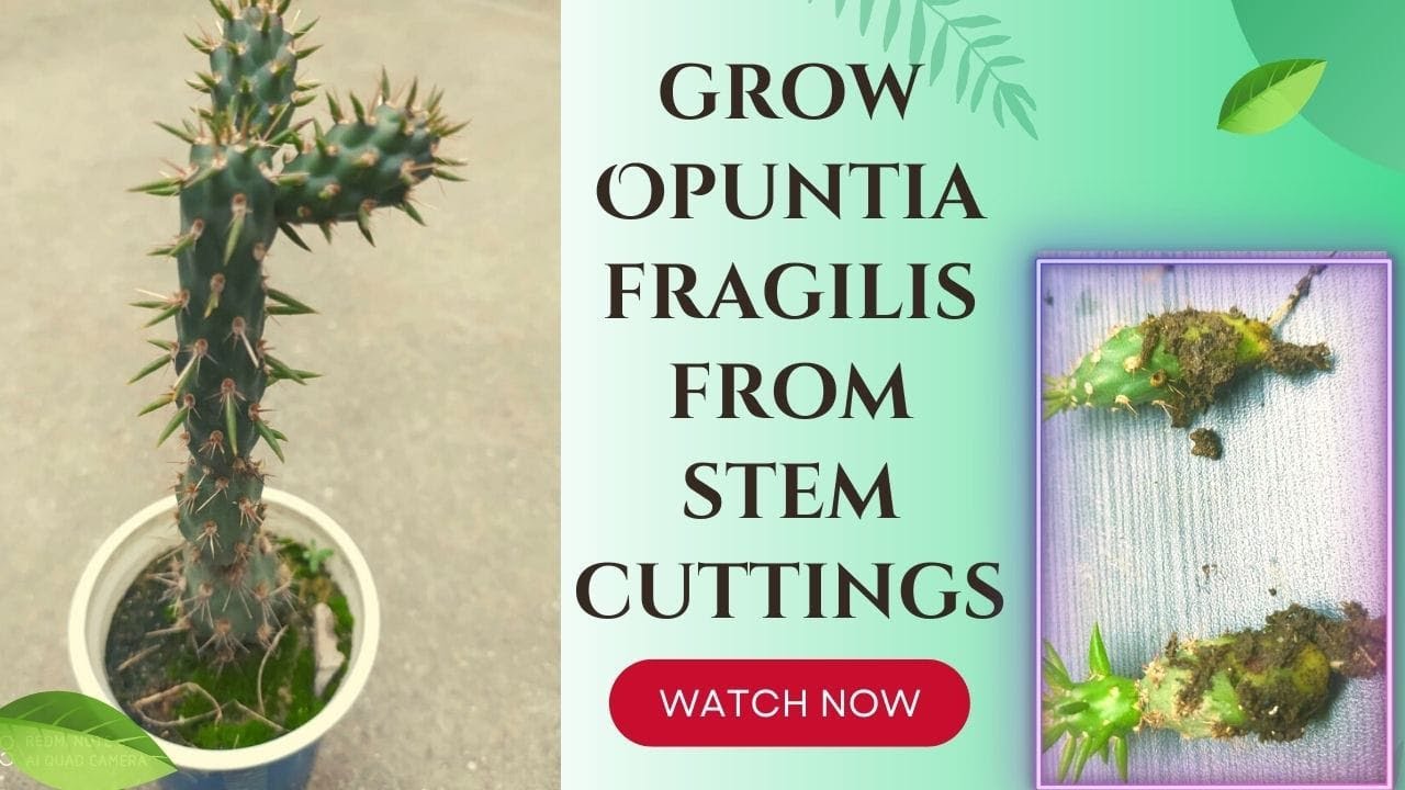 how to grow brittle prickly pear from stem cuttings | opuntia fragilis propagation from stem cutting