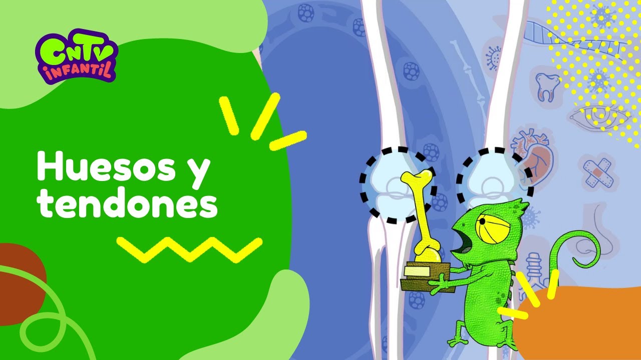Huesos y tendones | Camaleón y las naturales ciencias 3° temporada