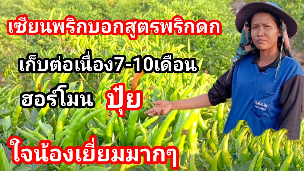เซียนพริกบอกสูตรพริกดก!! ปุ๋ย ฮอร์โมน ต้องใช้ตัวไหน ถึงจะเก็บได้นาน จากหน้าฝนยันหน้าแล้ง