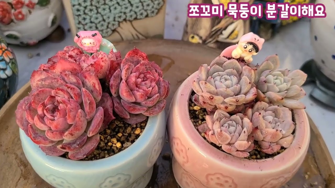 쪼꼬미 묵둥이  다육이 분갈이해요 ~ 💕 봄엔 이런 다육이들 뷴갈이해요 ~ 💕