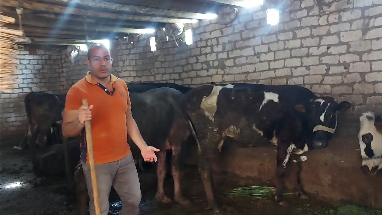 daily feeding animals 2 عمل اليومي في المزرعة وتربية المواشي الابقار الحلوب