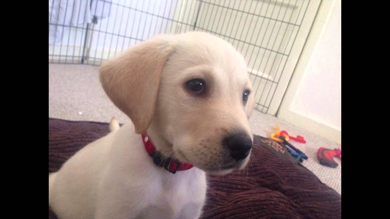 Sunny the Cutest Goldador (6 weeks - 1 year)