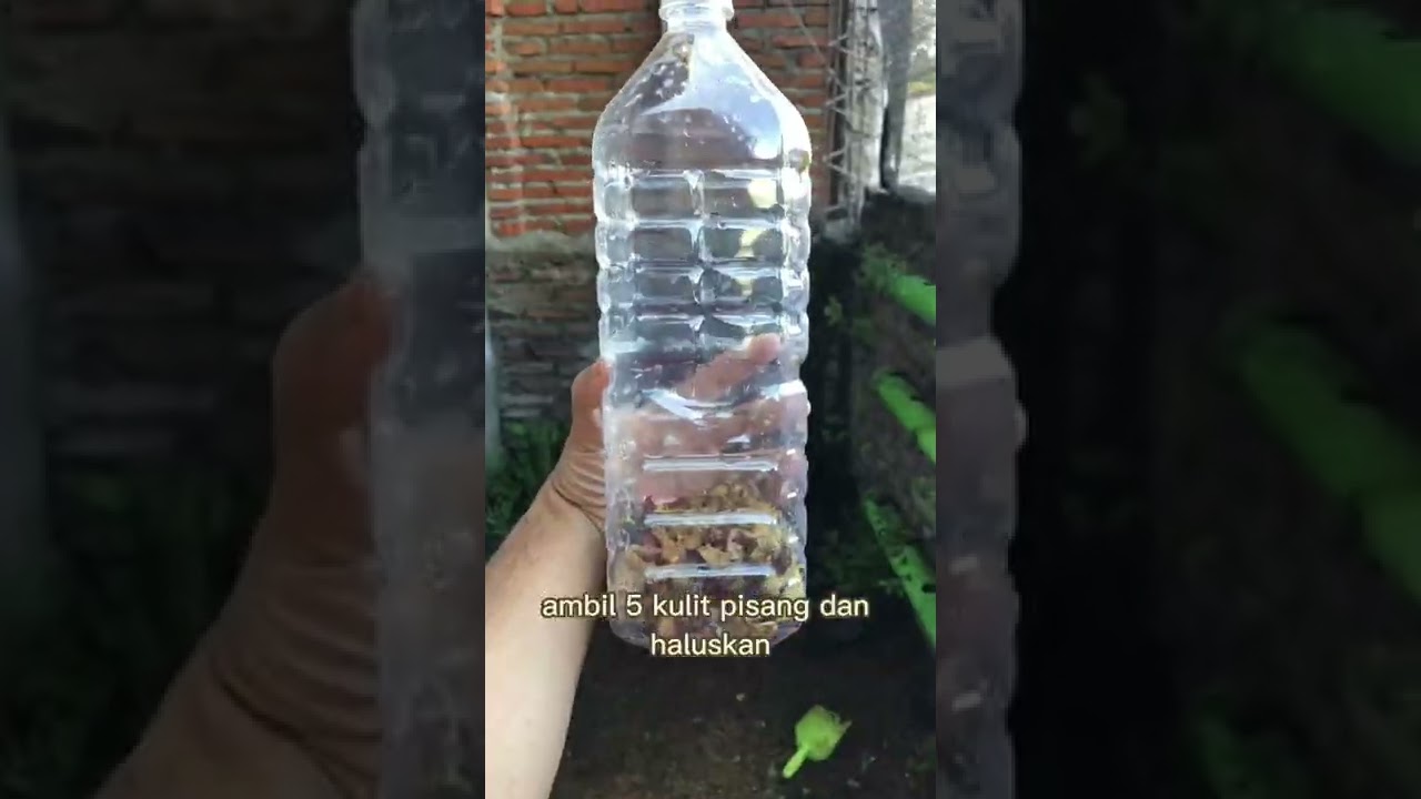 Ramuan perangsang buah, untuk pohon yang sulit berbuah nih! #tanduria #gardening #gardeninspiration