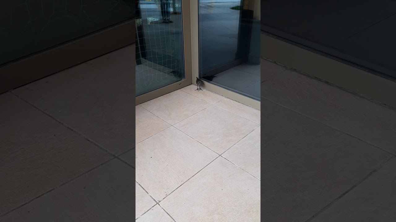 Водяной пастушок